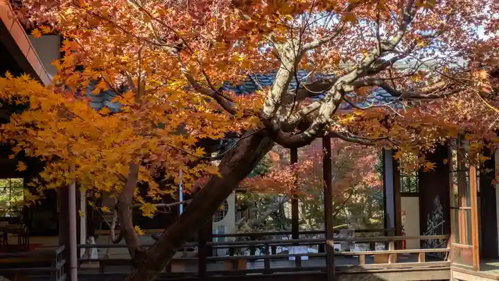 興聖寺(京都府)