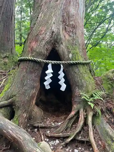 戸隠神社奥社の自然