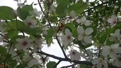 山神社（前田）の自然