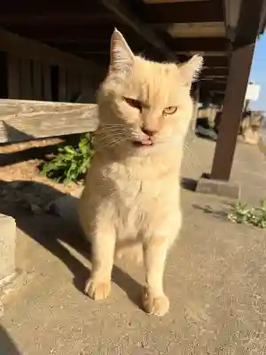 唐澤山神社の{uncategorized: "未分類", other: "その他", undefined: "問題あり", building: "その他建物", grave: "お墓", sacred_gate: "鳥居", guardian: "狛犬", statue: "像", buddha: "仏像", history: "歴史", nature: "自然", garden: "庭園", animal: "動物", pagoda: "塔", temizu: "手水舎", mountain_gate: "山門・神門", sanctuary: "本殿・本堂", subordinate: "末社・摂社", art: "芸術", scenery: "景色", jizo: "地蔵", ema: "絵馬", goshuin: "御朱印", omikuji: "おみくじ", items: "授与品その他", amulet: "お守り", goshuincho: "御朱印帳", eats: "食事", festival: "お祭り", votive_dance: "神楽", shichigosan: "七五三参", wedding: "結婚式", experience: "体験その他", initially: "初詣", around: "周辺", anti_infection: "感染症対策"}