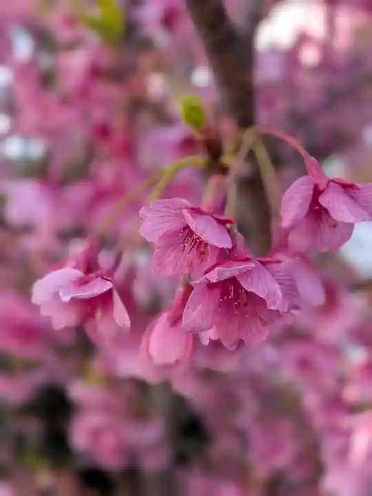 田中稲荷神社(東京都)