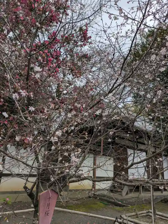 平野神社(京都府)