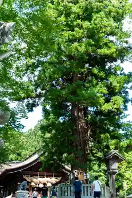 諏訪大社下社秋宮(長野県)