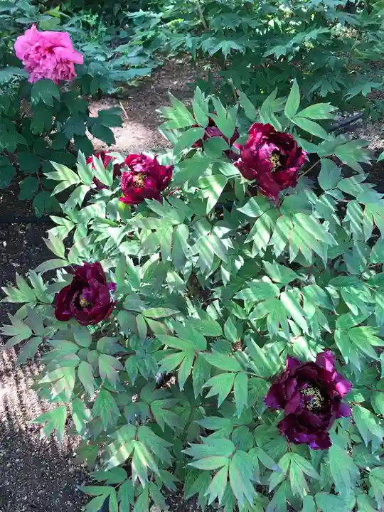 東長谷寺 薬王院の自然