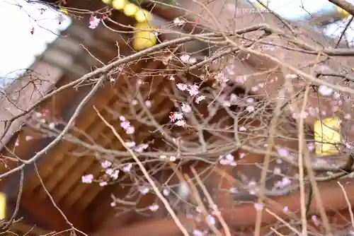 櫻木神社(千葉県)