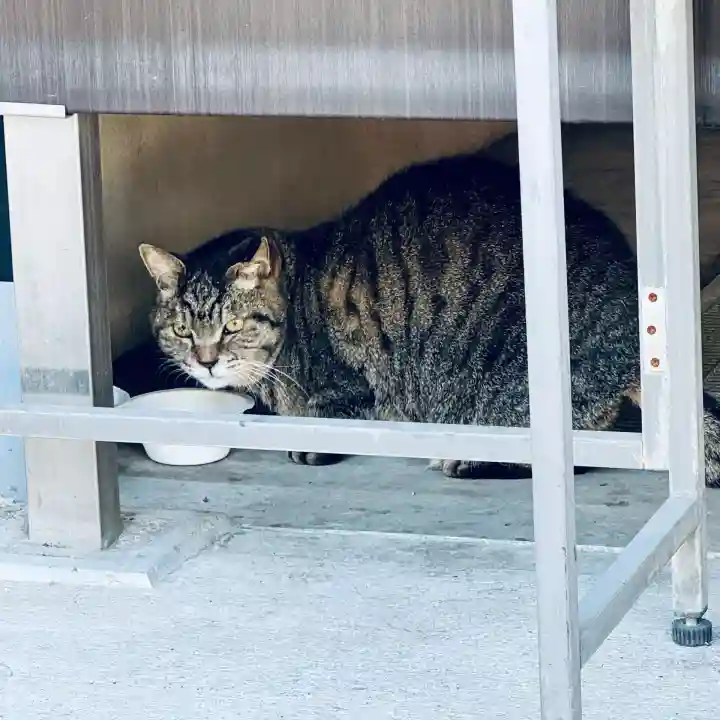 所澤神明社(埼玉県)