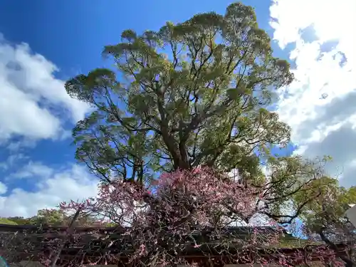 太宰府天満宮の自然
