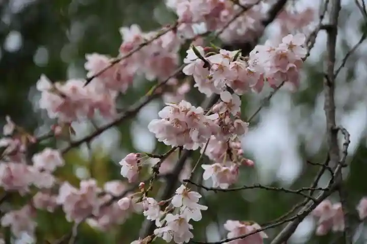 開成山大神宮の自然