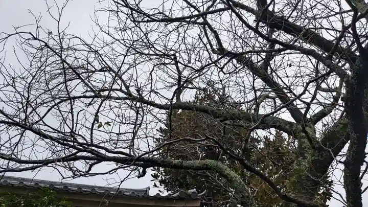 極楽寺(霊鷲山感應院極楽律寺)の自然
