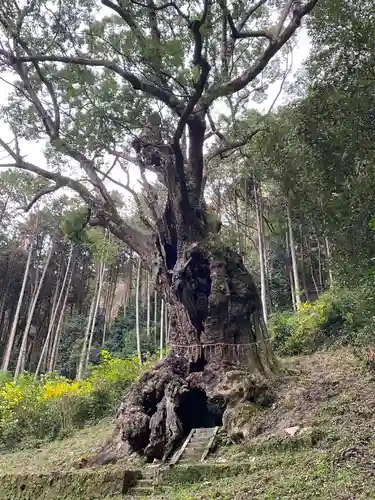 武雄神社の自然
