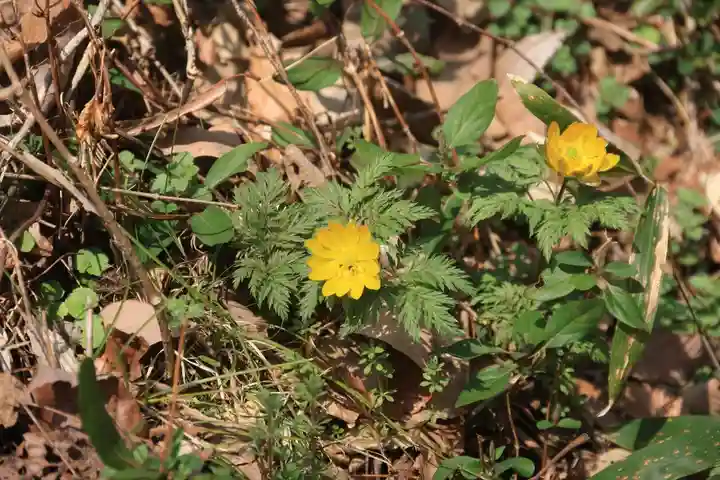 三渡神社の自然