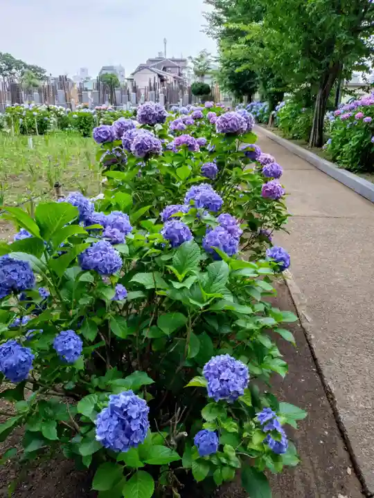 妙法寺(東京都)