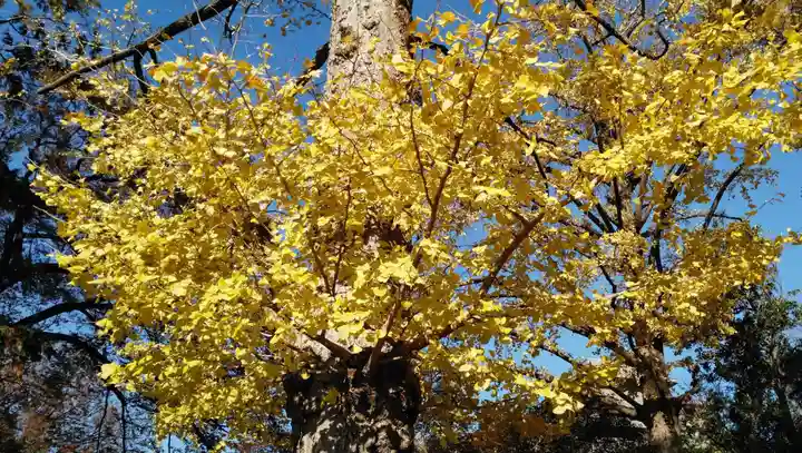 明王院(満願寺別院)の自然