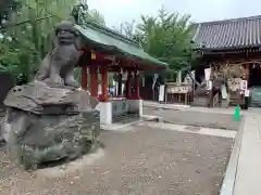 浅草神社の狛犬