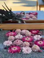 川越八幡宮の{uncategorized: "未分類", other: "その他", undefined: "問題あり", building: "その他建物", grave: "お墓", sacred_gate: "鳥居", guardian: "狛犬", statue: "像", buddha: "仏像", history: "歴史", nature: "自然", garden: "庭園", animal: "動物", pagoda: "塔", temizu: "手水舎", mountain_gate: "山門・神門", sanctuary: "本殿・本堂", subordinate: "末社・摂社", art: "芸術", scenery: "景色", jizo: "地蔵", ema: "絵馬", goshuin: "御朱印", omikuji: "おみくじ", items: "授与品その他", amulet: "お守り", goshuincho: "御朱印帳", eats: "食事", festival: "お祭り", votive_dance: "神楽", shichigosan: "七五三参", wedding: "結婚式", experience: "体験その他", initially: "初詣", around: "周辺", anti_infection: "感染症対策"}