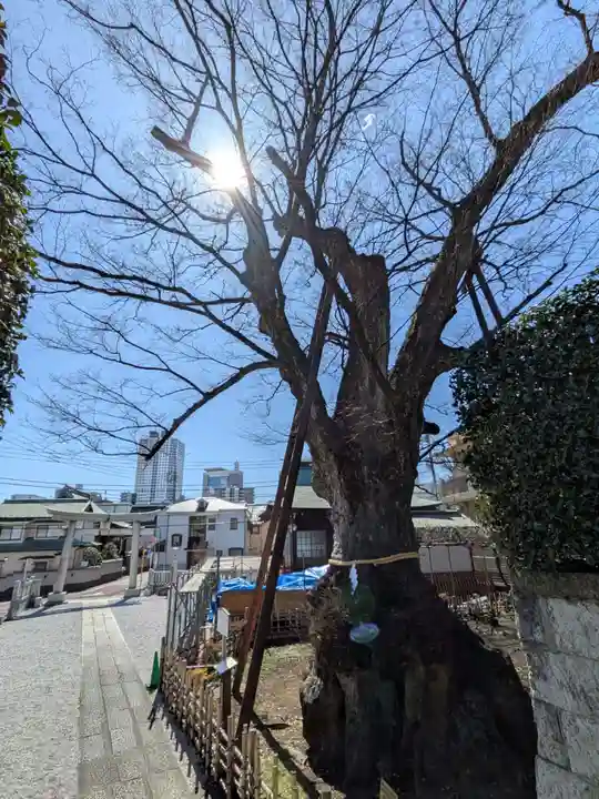 白山神社(東京都)