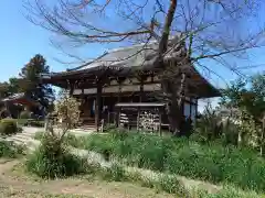 般若寺 ❁﻿コスモス寺❁(奈良県)