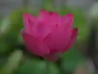 極楽山 浄土寺の自然