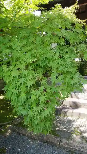 善法律寺の自然