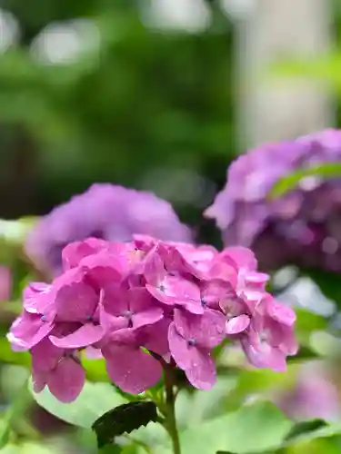 楽法寺（雨引観音）の自然