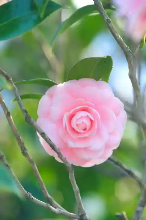 浄土寺(兵庫県)