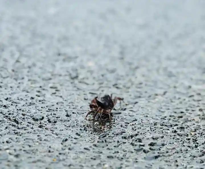 総見寺(滋賀県)