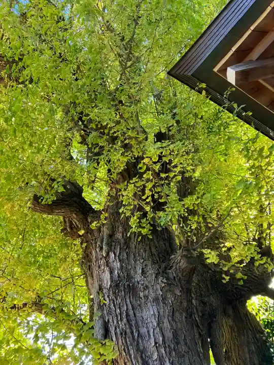 登渡神社(千葉県)