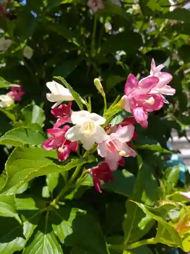 町田天満宮の自然