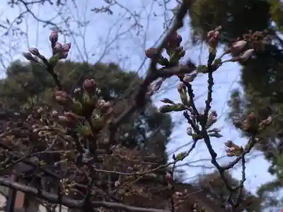 阿佐ヶ谷神明宮(東京都)