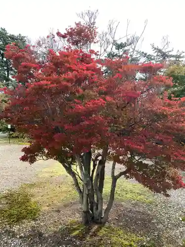 秋田県護國神社の自然