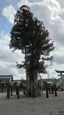 久麻加夫都阿良加志比古神社の自然