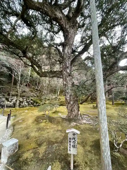 慈照寺(慈照禅寺・銀閣寺)(京都府)