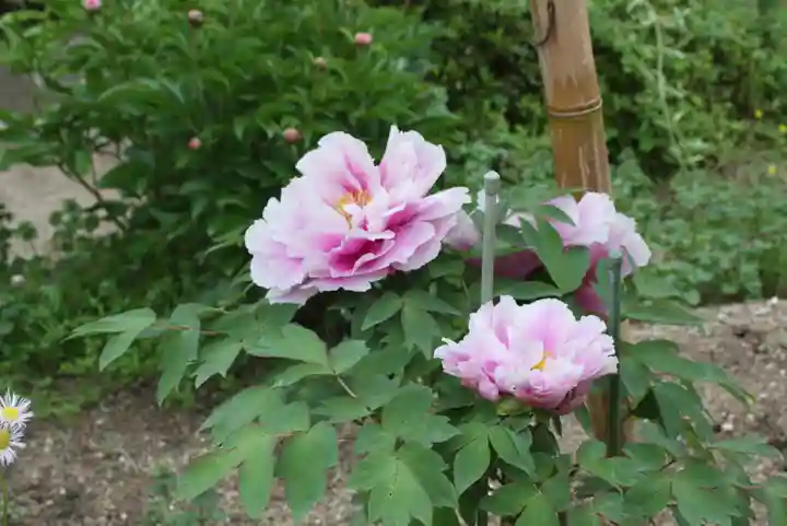 松室院(奈良県)