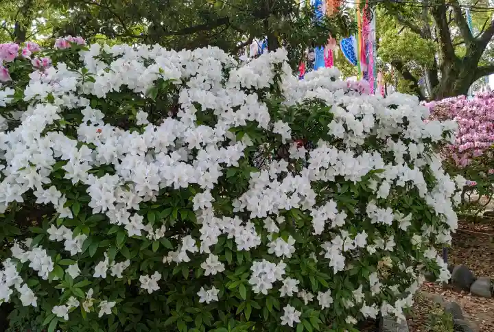 長良八劔社の{uncategorized: "未分類", other: "その他", undefined: "問題あり", building: "その他建物", grave: "お墓", sacred_gate: "鳥居", guardian: "狛犬", statue: "像", buddha: "仏像", history: "歴史", nature: "自然", garden: "庭園", animal: "動物", pagoda: "塔", temizu: "手水舎", mountain_gate: "山門・神門", sanctuary: "本殿・本堂", subordinate: "末社・摂社", art: "芸術", scenery: "景色", jizo: "地蔵", ema: "絵馬", goshuin: "御朱印", omikuji: "おみくじ", items: "授与品その他", amulet: "お守り", goshuincho: "御朱印帳", eats: "食事", festival: "お祭り", votive_dance: "神楽", shichigosan: "七五三参", wedding: "結婚式", experience: "体験その他", initially: "初詣", around: "周辺", anti_infection: "感染症対策"}
