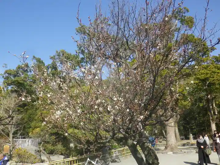 鶴岡八幡宮の自然