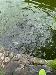 神館神社の動物