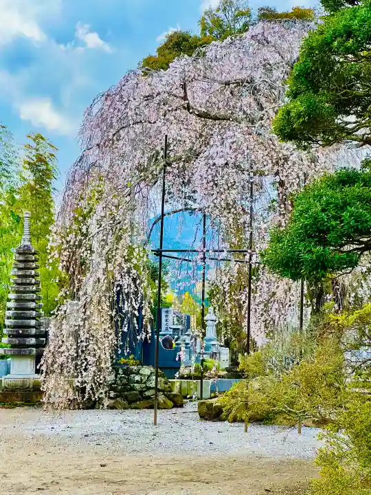 金剛寺の{uncategorized: "未分類", other: "その他", undefined: "問題あり", building: "その他建物", grave: "お墓", sacred_gate: "鳥居", guardian: "狛犬", statue: "像", buddha: "仏像", history: "歴史", nature: "自然", garden: "庭園", animal: "動物", pagoda: "塔", temizu: "手水舎", mountain_gate: "山門・神門", sanctuary: "本殿・本堂", subordinate: "末社・摂社", art: "芸術", scenery: "景色", jizo: "地蔵", ema: "絵馬", goshuin: "御朱印", omikuji: "おみくじ", items: "授与品その他", amulet: "お守り", goshuincho: "御朱印帳", eats: "食事", festival: "お祭り", votive_dance: "神楽", shichigosan: "七五三参", wedding: "結婚式", experience: "体験その他", initially: "初詣", around: "周辺", anti_infection: "感染症対策"}