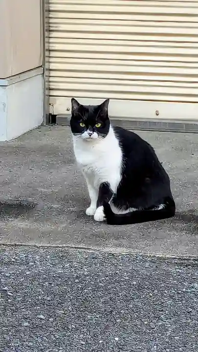 白金氷川神社の動物