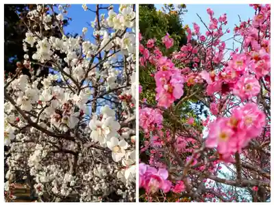 庄野菅原神社(福島県)