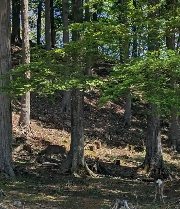 三峯神社(埼玉県)