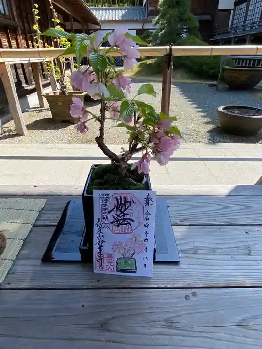 妙蓮寺の御朱印