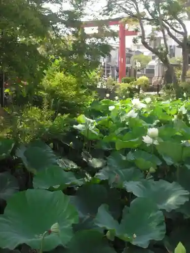 鶴岡八幡宮の自然