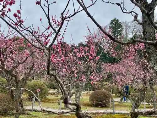 隨心院（随心院）の自然
