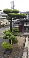 專稱寺(専称寺)の自然
