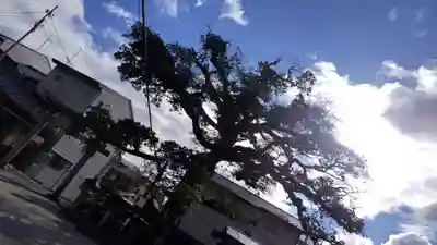櫟谷七野神社(京都府)