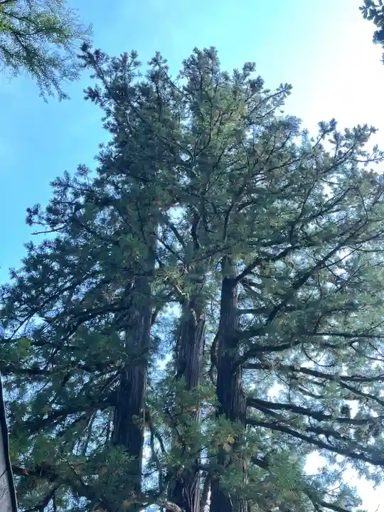 戸隠神社中社(長野県)