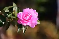 豊景神社の庭園