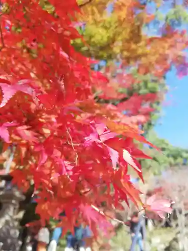 宝満宮竈門神社の自然