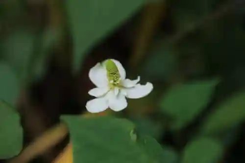 鹿島大神宮の自然