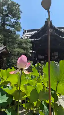 行願寺（革堂）(京都府)